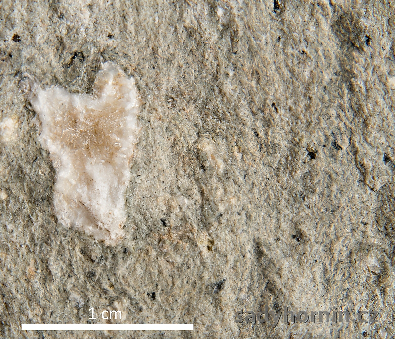 Znělec - Ústi n. L. - detail