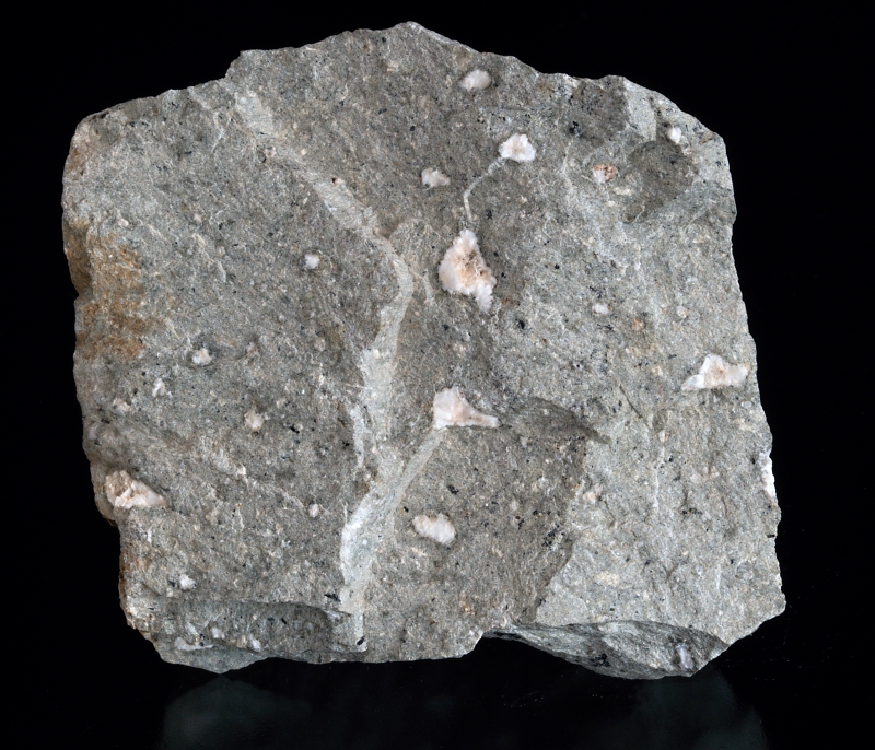 Slepenec Čenkov - sadyhornin.cz